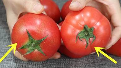 激素番茄吃了有害健康，老農教你1招，挑到的自熟番茄健康又好吃